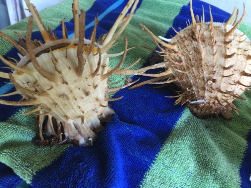 finding helmet conch, sand dollars sea glass and shells in Eleuthera